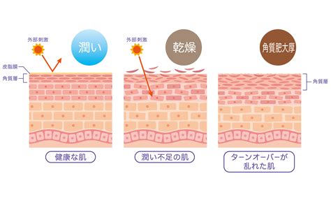 健康的皮膚|Q1 健康な皮膚とはどんな皮膚？ : Part1 健康な皮膚と。